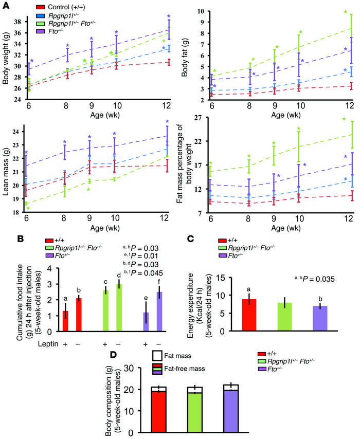 Phenotypic analysis of mice hypomorphic for Rpgrip1l and/or Fto.
(A) Tim...