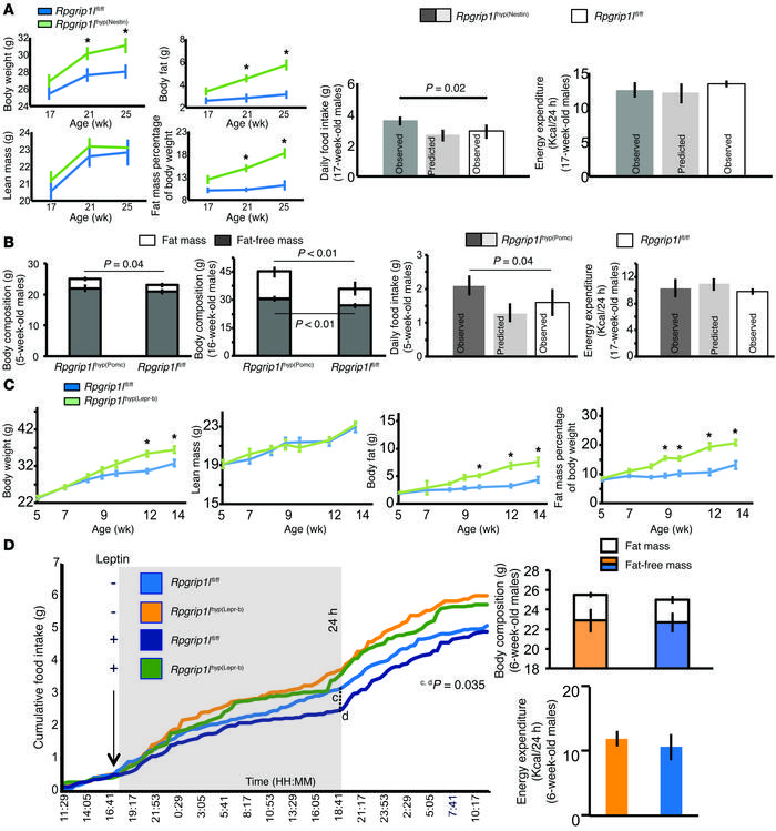 Phenotypic analysis of Rpgrip1l hypomorphic mice in Pomc/Lepr-b neurons....