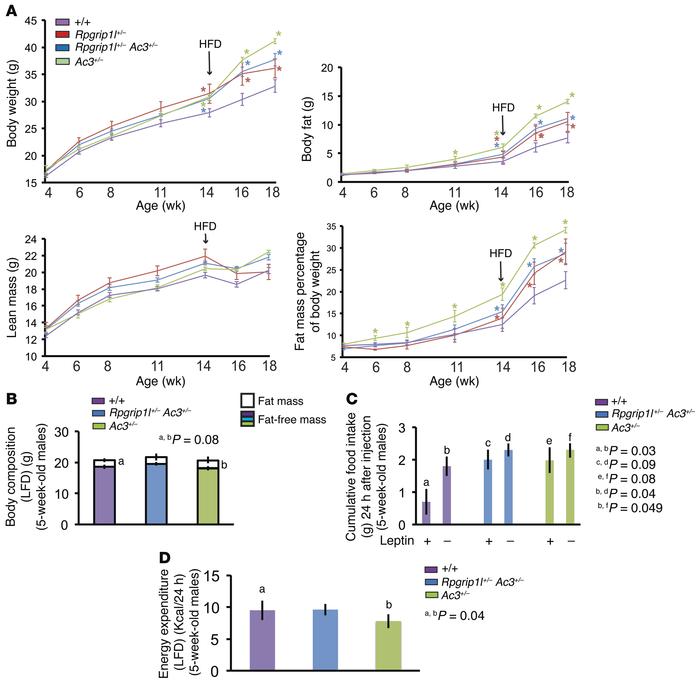 Phenotypic analysis of mice hypomorphic for Rpgrip1l and/or Ac3.
(A) Tim...