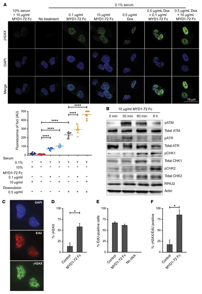 Treatment with MYD1-72 induces DNA-damage response during cell S phase.
...