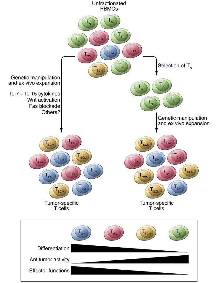 Schematic representation of the generation of engineered T cells for ado...