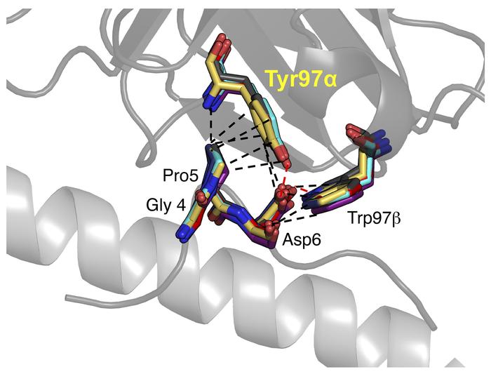 A conserved interaction with a GPD motif underpins the 1E6 TCR interacti...