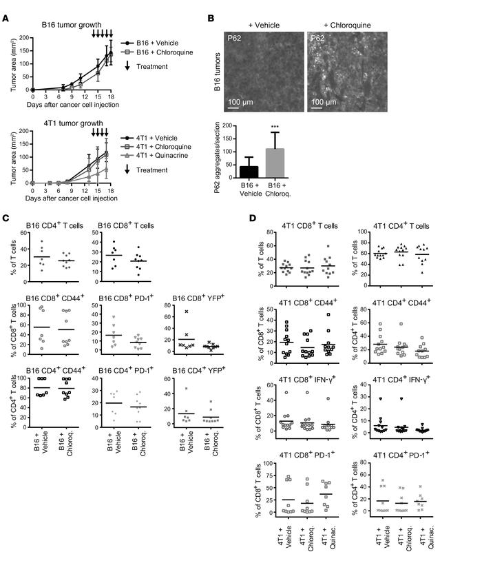 Antimalarial-treated tumors exhibit equivalent T cell responses.
Subcuta...