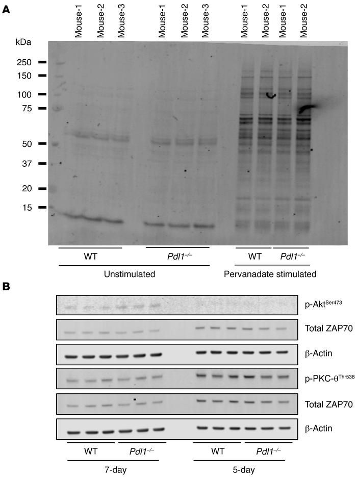 WT and Pdl1–/– donor T cells have identical signaling patterns.
Lethally...