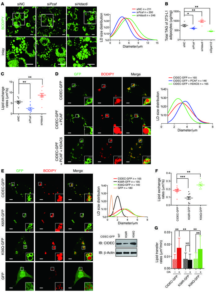 Acetylation of CIDEC enhances LD fusion activity.
(A) Knockdown of Pcaf ...