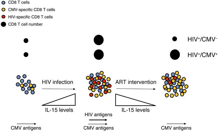 Model for CD8 T cell expansion in chronic HIV-1 infection.
During untrea...