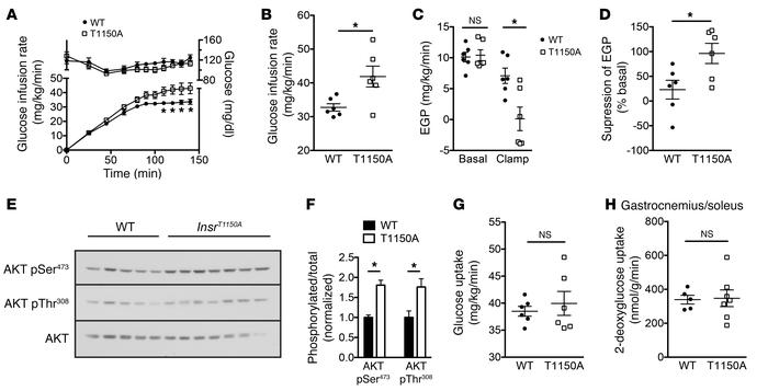 
InsrT1150A mice fed a chronic HFD are protected from hepatic, but not s...