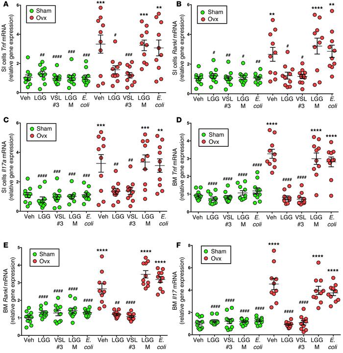 Supplementation of the indigenous microbiota with probiotics modulates t...