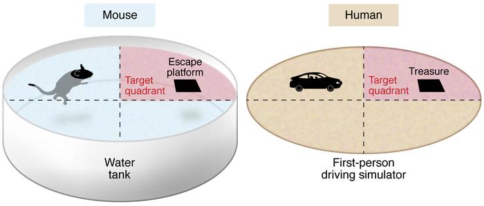 Schematic of hidden target learning arenas for mouse and human tasks.
Th...