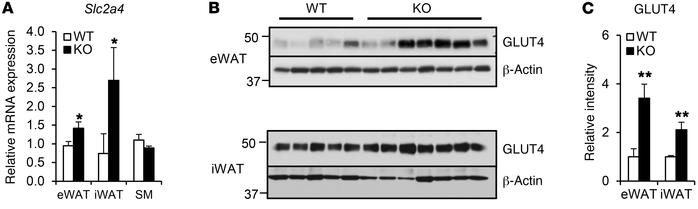 
Irf3–/– mice show increased GLUT4 levels in adipose tissue.
(A) Slc2a4 ...