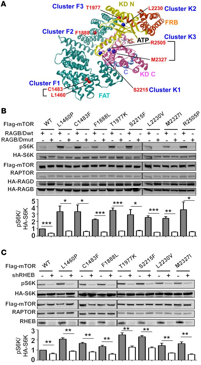 Characterization of the dependency of mTOR-activating mutants on RAG and...