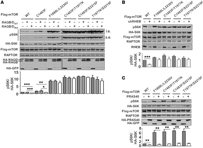 Characterization of the dependency of mTOR double mutants on RAG and RHE...