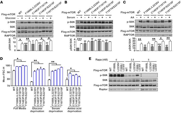 Characterization of nutrient dependence and sensitivity to rapamycin of ...