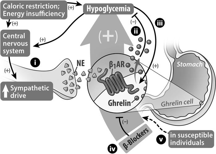 Proposed models of caloric restriction–induced ghrelin secretion to rest...