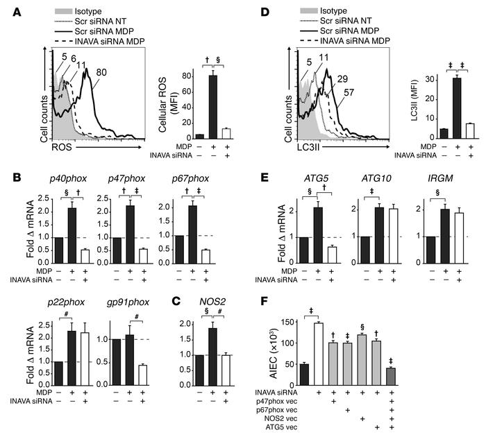 PRR-induced ROS, RNS, and autophagy are required for INAVA-mediated bact...