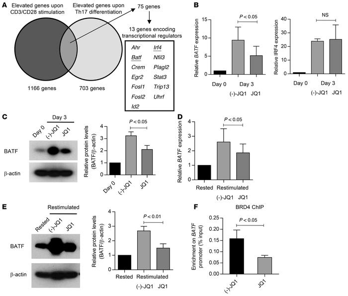 BATF expression is downregulated by JQ1 treatment.
(A) Venn diagram show...