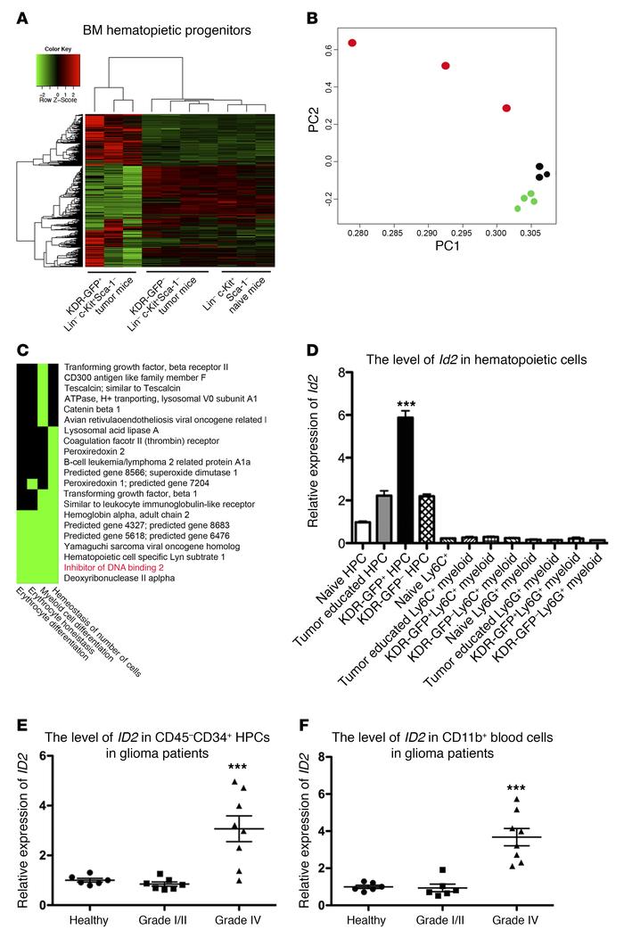 RNA-sequencing reveals gene profiles for KDR+ BM cells.
(A) The unsuperv...