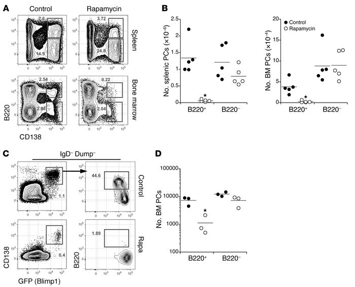 Rapamycin treatment selectively ablates newly generated plasma cells.
(A...