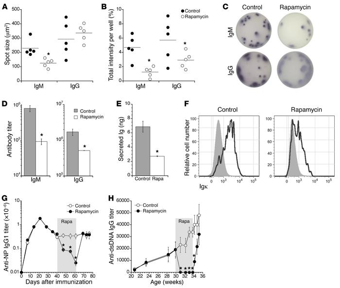 mTOR inhibition constrains antibody secretion in a reversible manner.
B6...