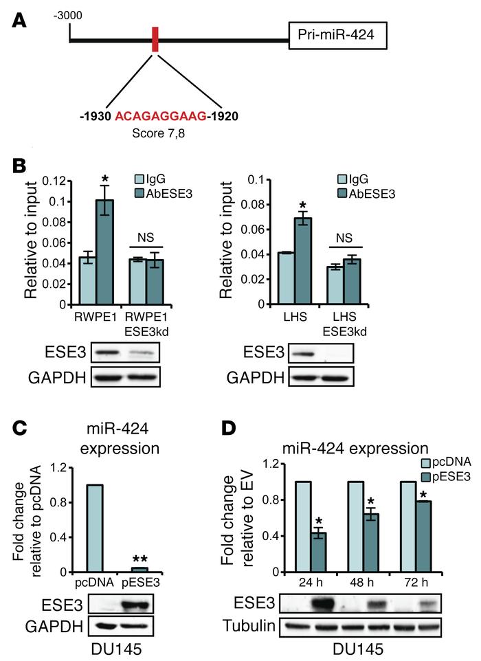 ESE3/EHF occupies MIR424 promoter region and represses miR-424 transcrip...