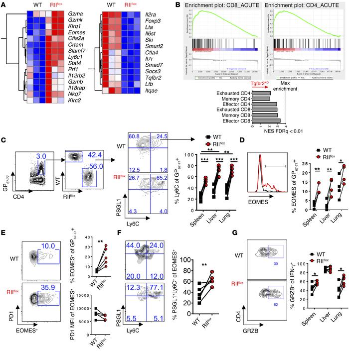 TGFβ-RII signaling in CD4 T cells suppressed terminal differentiation an...