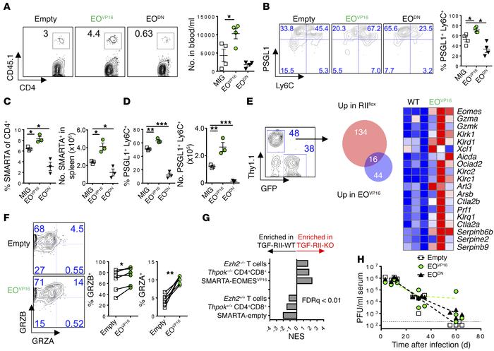 EOMES regulates accumulation and differentiation of CD4 T cells during c...