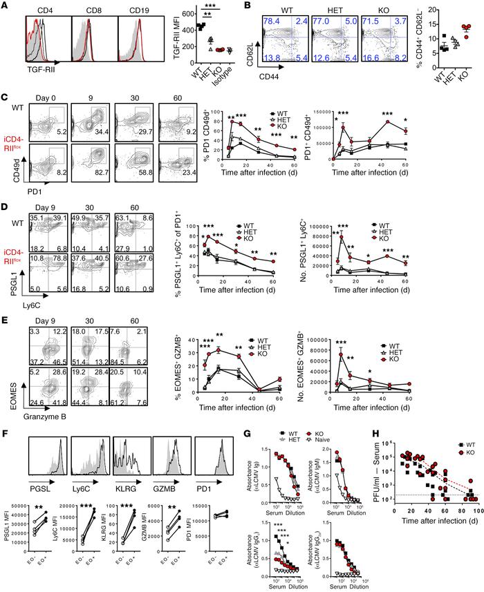 Exclusive ablation of TGFβ-RII in CD4 T cells enhanced their numbers and...