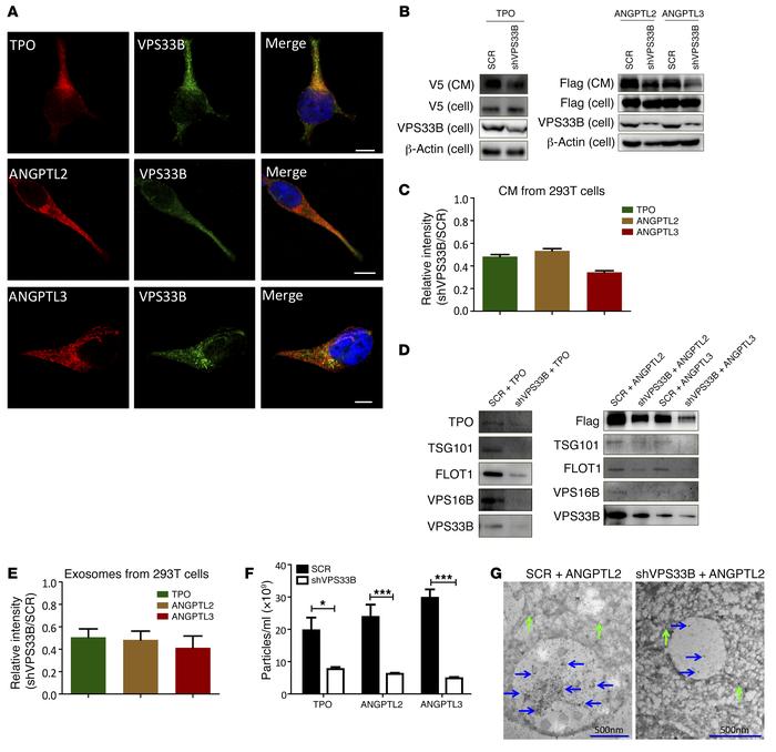 VPS33B regulates the maturation and secretion of exosomes.
(A) 293T cell...