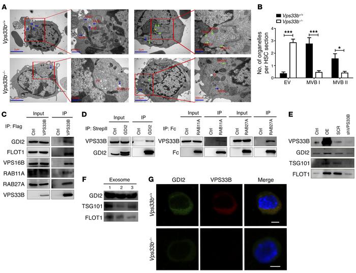 VPS33B collaborates with GDI2 to regulate exosome maturation and secreti...