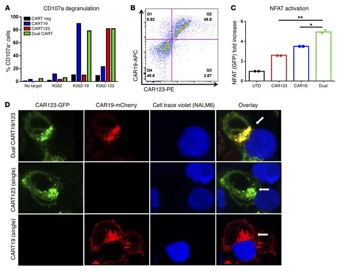 Potent activation and dual-specific immune synapse formation of dual CAR...