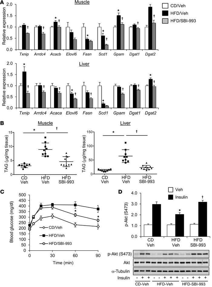 SBI-993 inhibits muscle and hepatic TAG accumulation and reduces MondoA ...