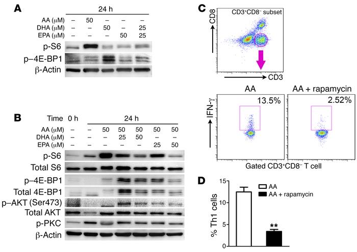 ω-3 PUFAs regulate Th cell differentiation through the inhibition of mTO...