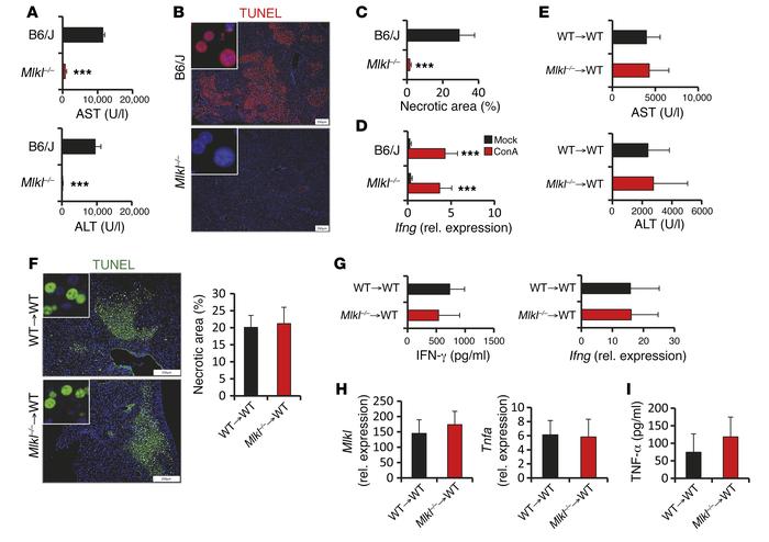 MLKL expression in hepatocytes drives ConA-induced necrotic cell death.
...