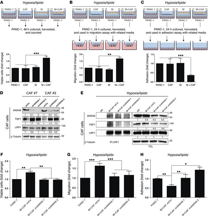 CAF-mediated support to cancer cells depends on ANXA6 present within the...
