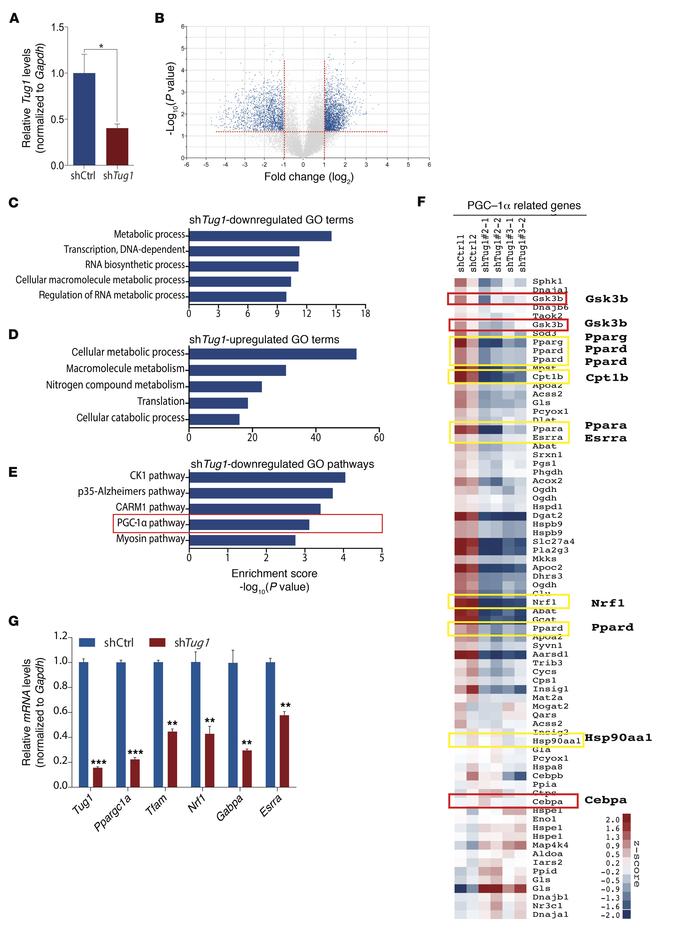 
Tug1 mediates expression of PGC-1α pathway genes.
(A) Gene expression a...