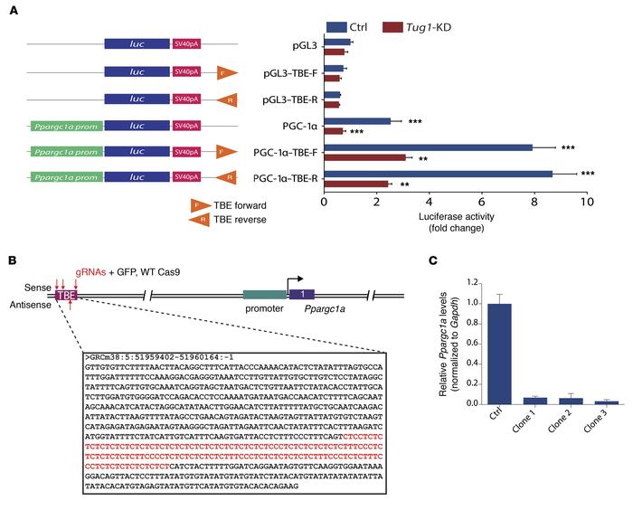 
Tug1 enhances Ppargc1a promoter activity via the TBE.
(A) Schematic of ...