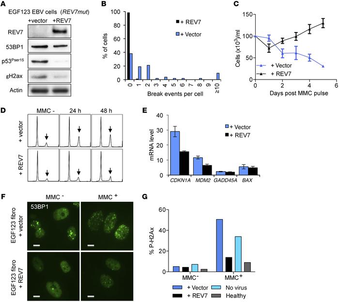 Correction of the extended phenotype of the EGF123 cells by WT REV7 expr...