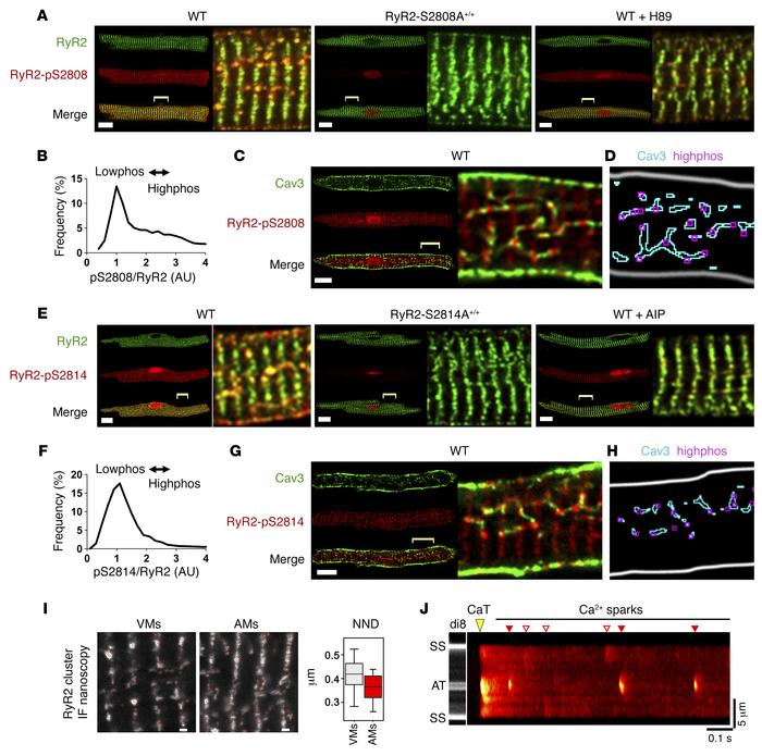 Differential regulation of RyR2 cluster phosphorylation.
(A) AMs coimmun...