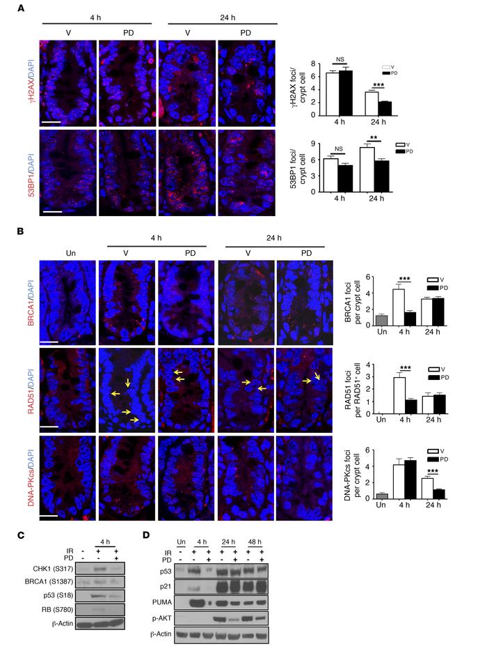 PD prevents DNA damage accumulation.
Mice were pretreated with vehicle o...
