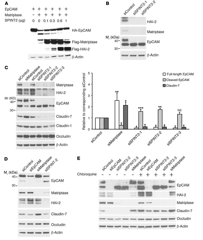 HAI-2 prevents EpCAM cleavage and subsequent claudin degradation in lyso...