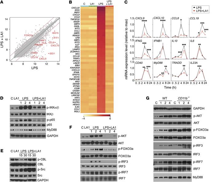 LA1-mediated CD11b activation suppresses IFN signaling via AKT/FOXO3/IRF...