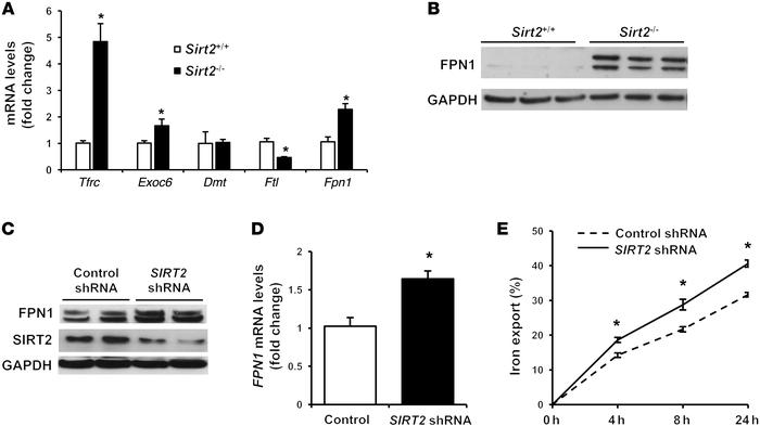 SIRT2 mediates iron export through FPN1.
(A) mRNA levels of genes involv...