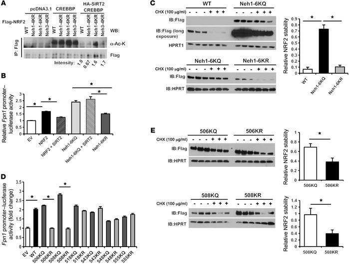 Lysines 506 and 508 of NRF2 are targeted and deacetylated by SIRT2.
(A) ...