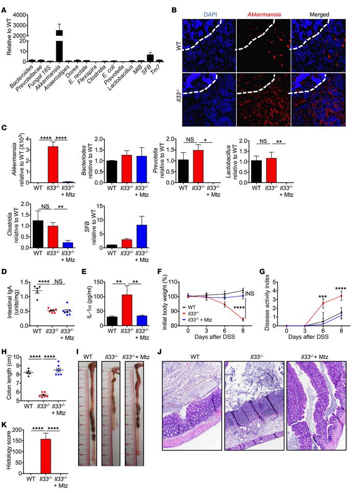 IL-33 regulates gut microbial homeostasis.
(A) qPCR analysis of indicate...