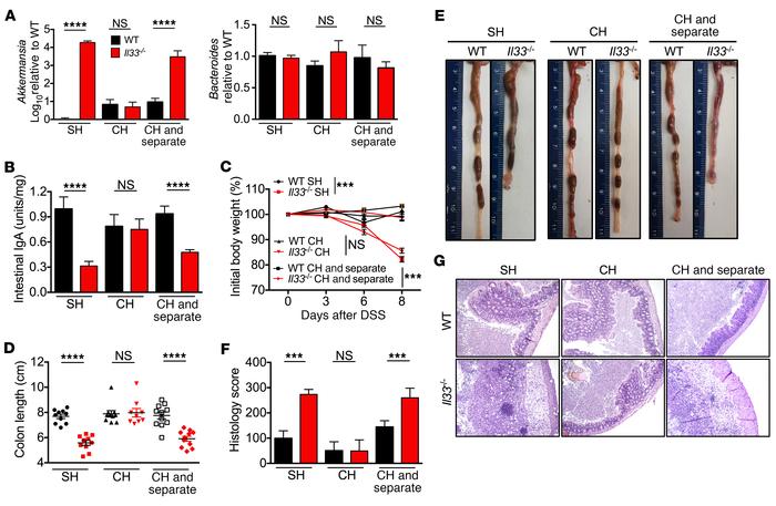IL-33 actively regulates intestinal IgA levels, microbial homeostasis, a...