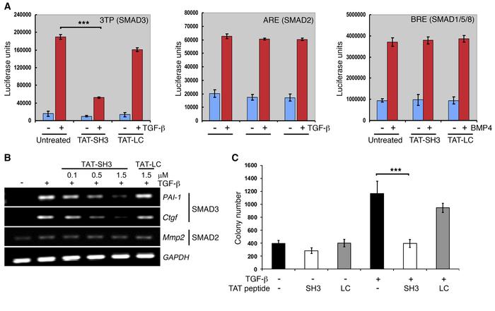 TAT-SH3 inhibits SMAD3-dependent responses.
(A) AKR-2B cells were transi...