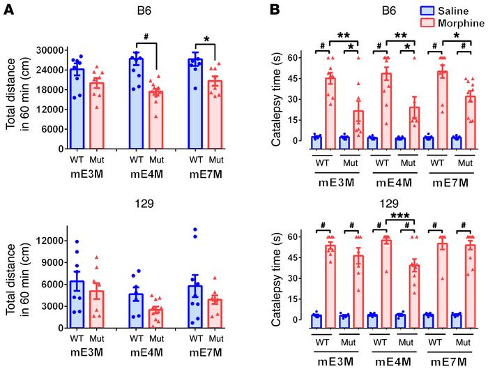 Effect of the C-terminal truncation on morphine locomotor activity and c...