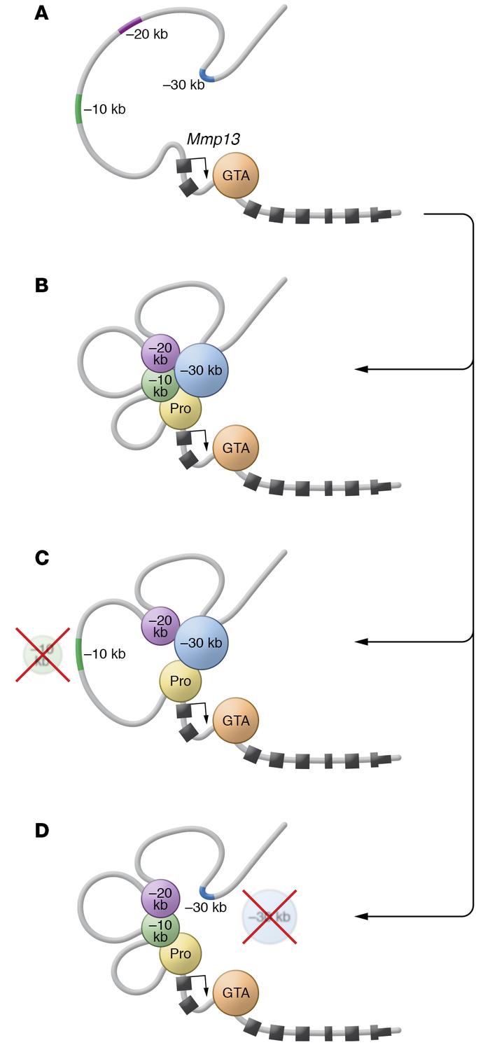 Organization of the mouse Mmp13 gene and its regulatory components.
(A–D...