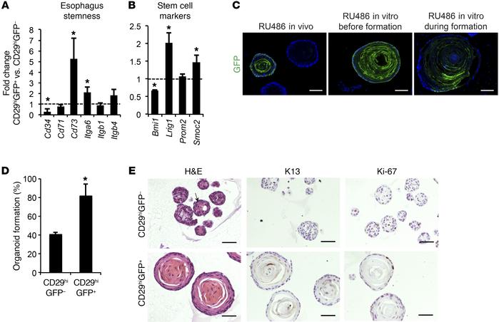 
Krt15+ basal cells have a higher clonogenic potential than Krt15– basal...