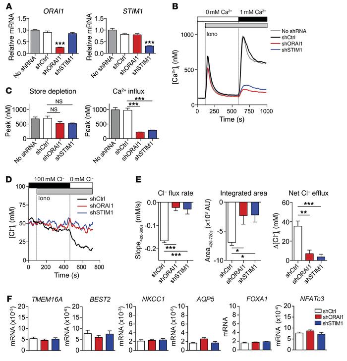 SOCE mediates Cl– secretion in human sweat gland cells.
(A–C) NCL-SG3 ce...